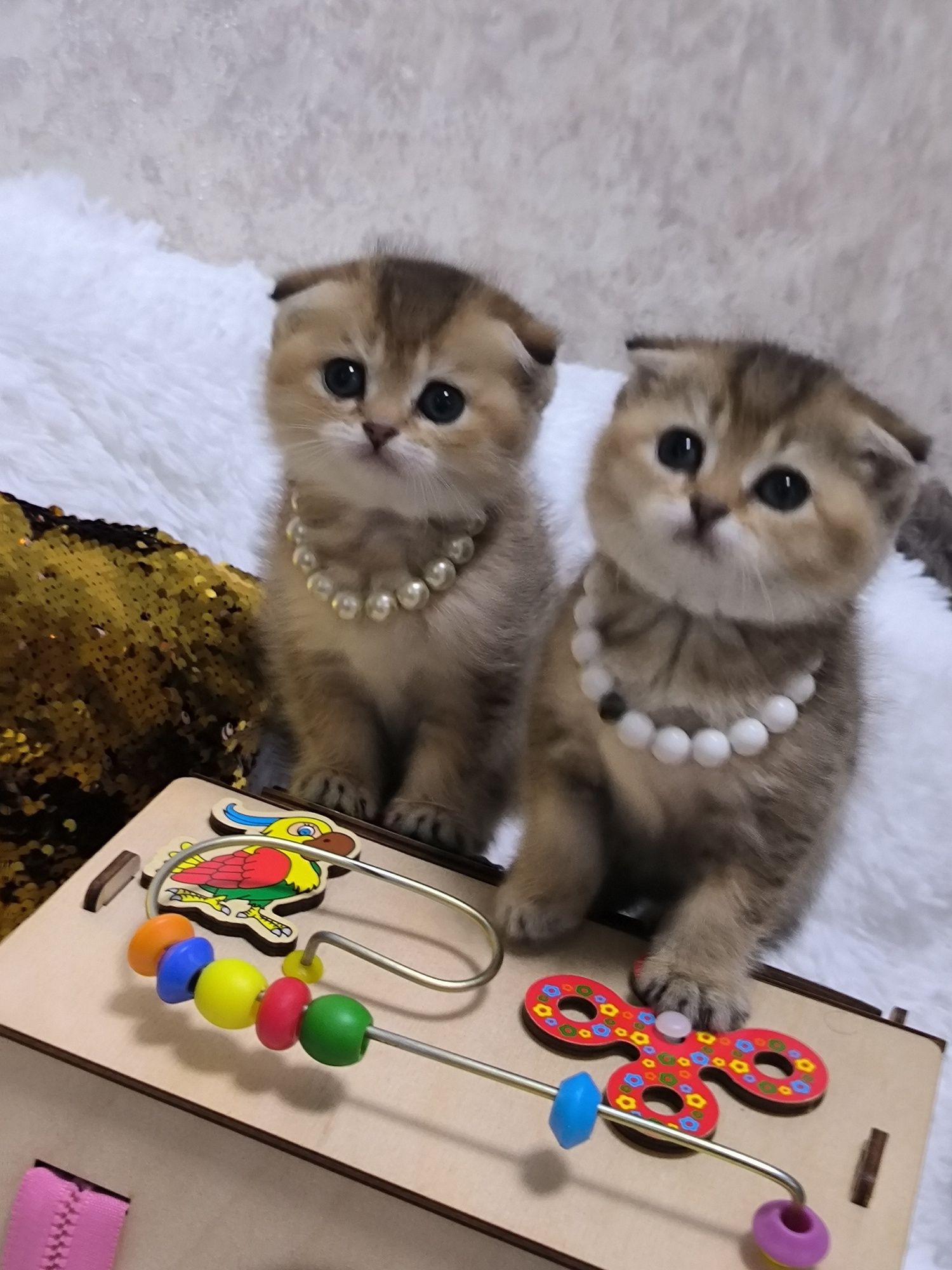 Котята чистокровные мимишки фолды