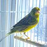 Vand canari Timbrado spaniol