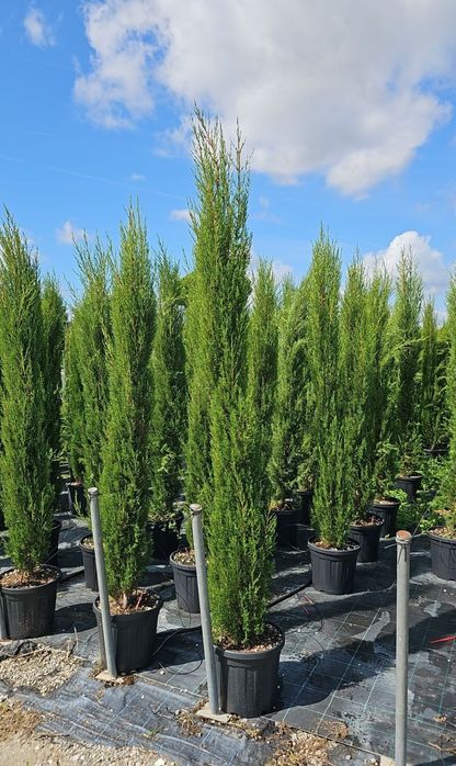 Tuia leilandi diferite înălțimi