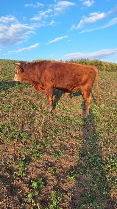 Vacă și taur de vînzare.