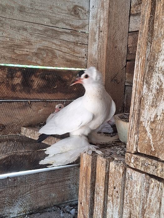 Rândunele de Saxonia 2025