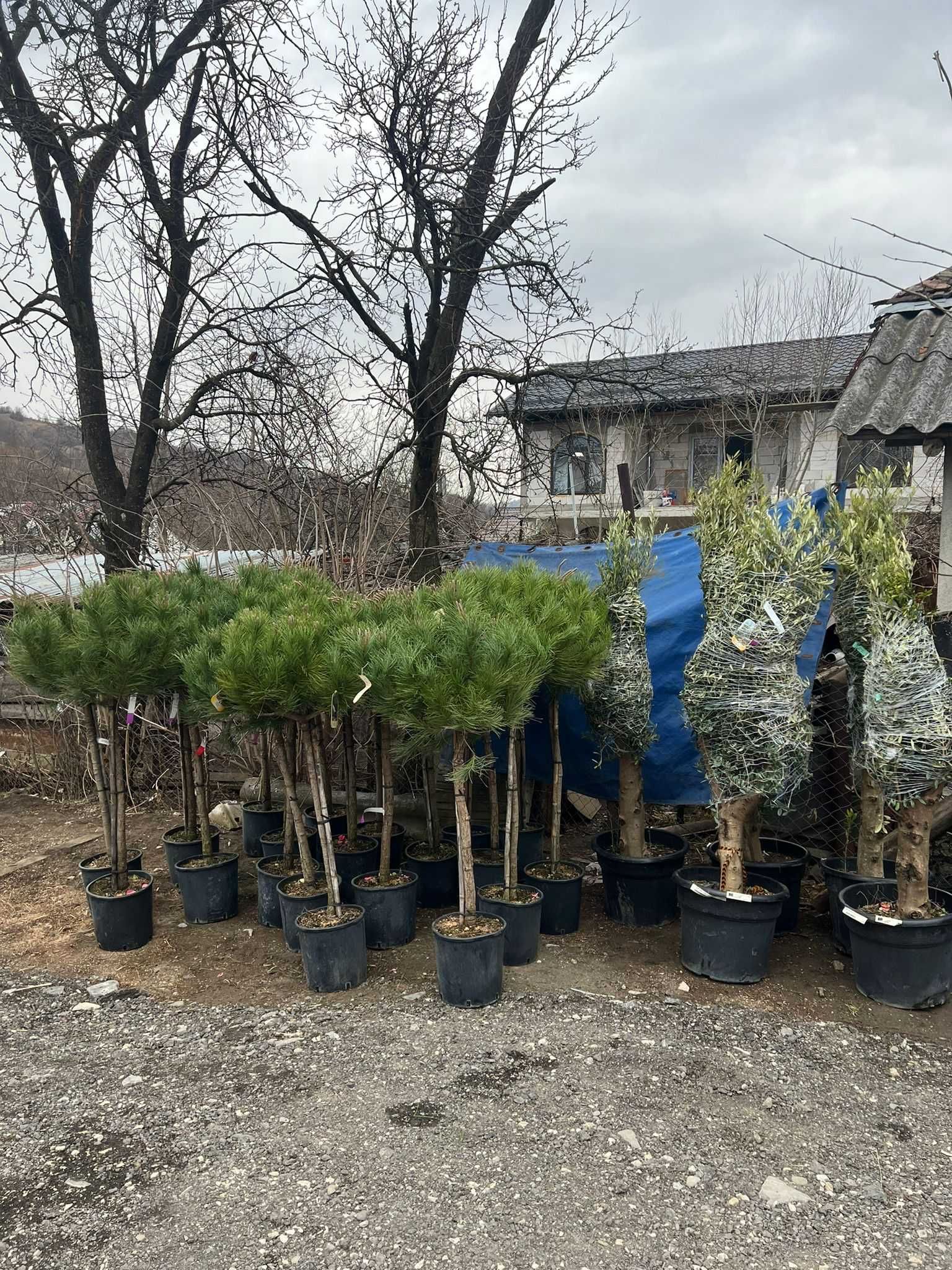 Măslin Secular Olea Europaea – Un simbol al longevității și frumuseții