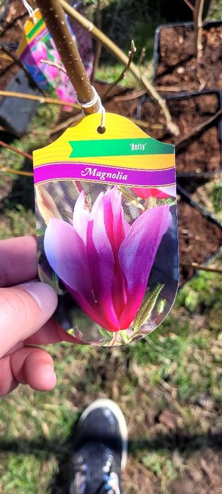 Magnolie soulangeana 150-180 cm crescuta în Ghiveci de 5 L
