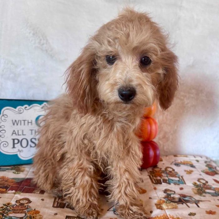 Пудел - мъжко кученце