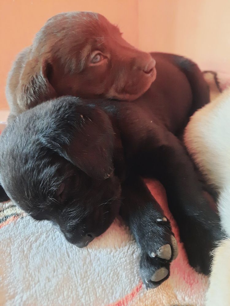 Labrador лабрадор 1.5 месячный  продается