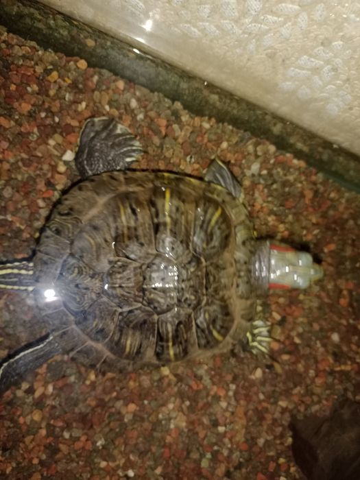 Продам паука птициеда и красноухую черепаху