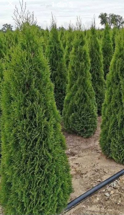 Tuia smaragd la ghiveci înălțime 180 cm