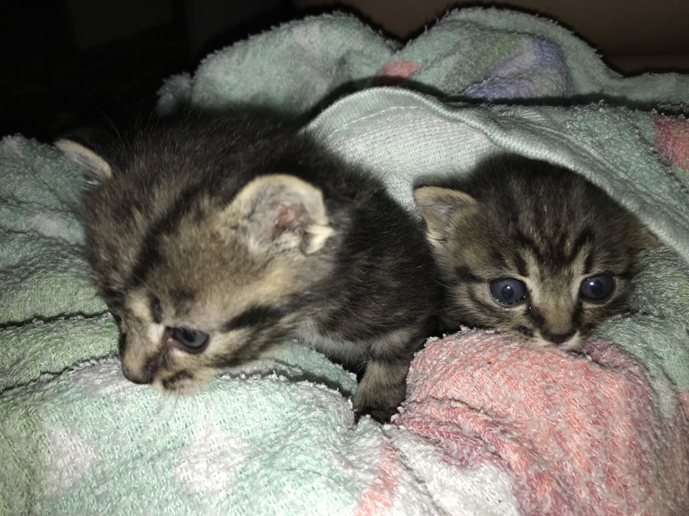 Отдам котят в добрые руки бесплатно