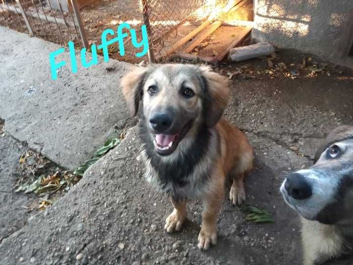Câini pentru adopție