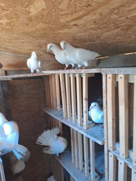 Porumbei voiajori albi