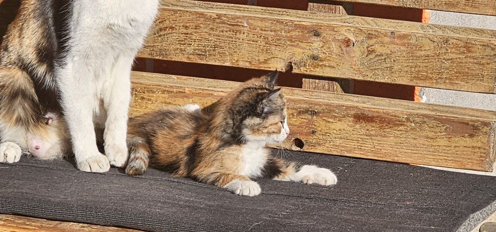 Котята в хорошие, добрые руки