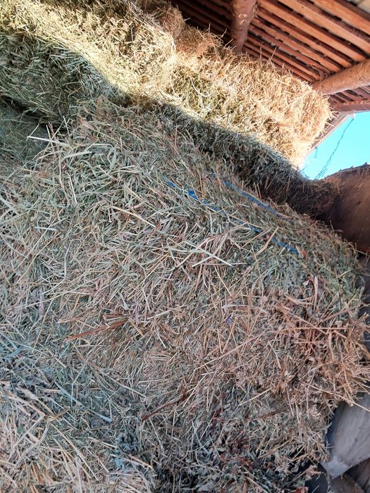 Vând baloti de lucerna