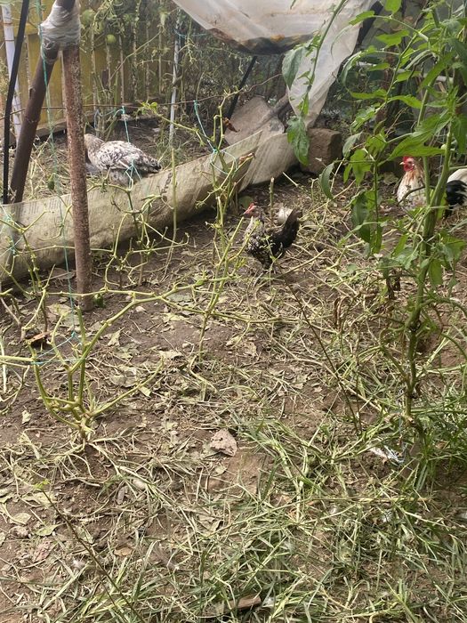 Rățoi romanesti si gaini pitici