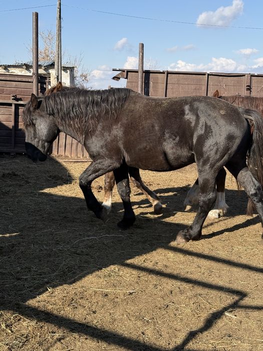 Продается Новоалтайский жеребец