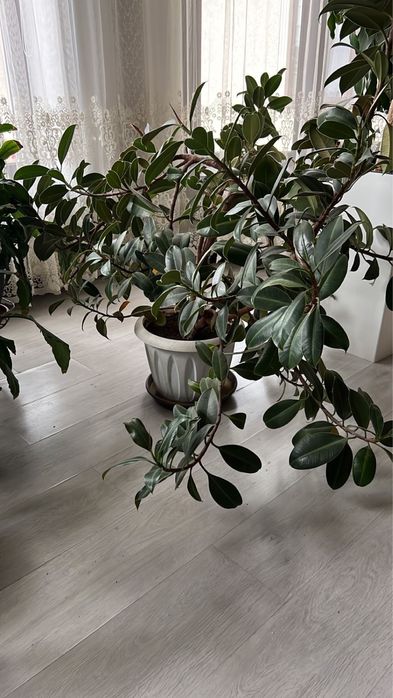 Продаются цветы ФИКУС