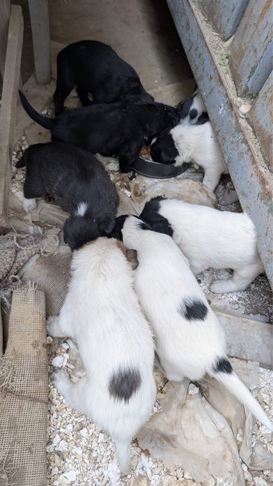 catelusi pui,fara adapost