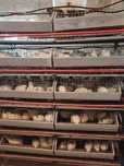 Prepelite ouatoare, pui de prepeliță, oua de incubat