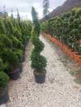 Plante Ornamentale