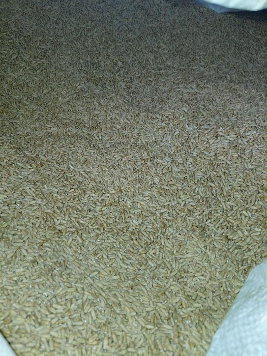 Vând grâu și triticale producție 2025