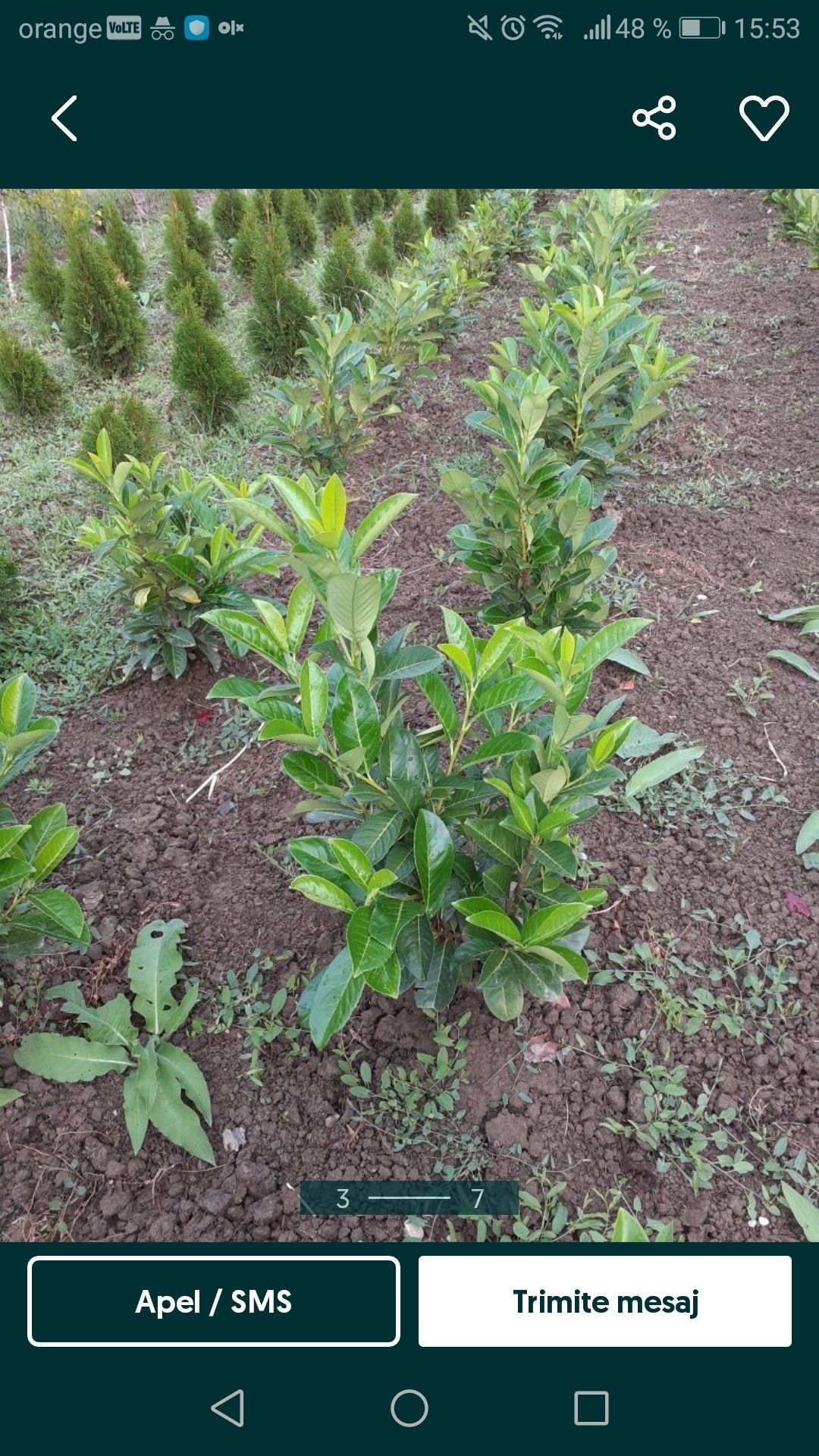 Leylandii, Prunus gard viu