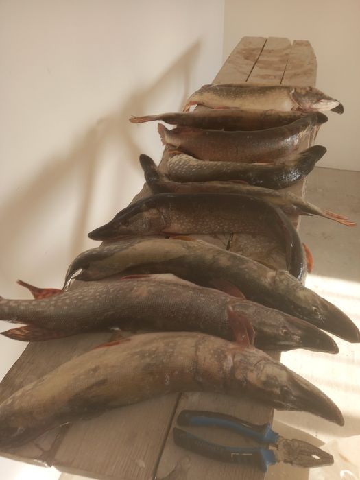 Продам свежие щуку