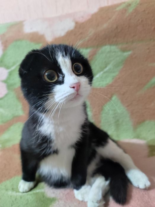 Котёнок 5месяцев девочка