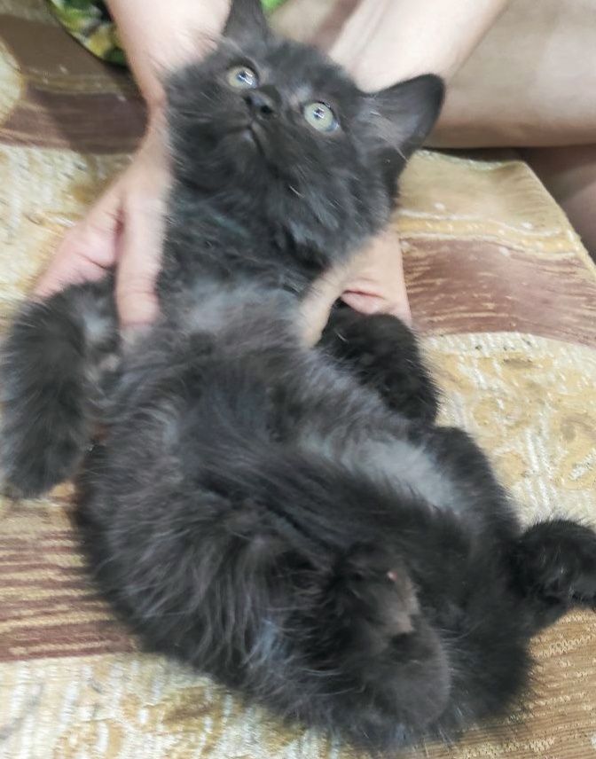 Отдам котомальчика в добрые руки