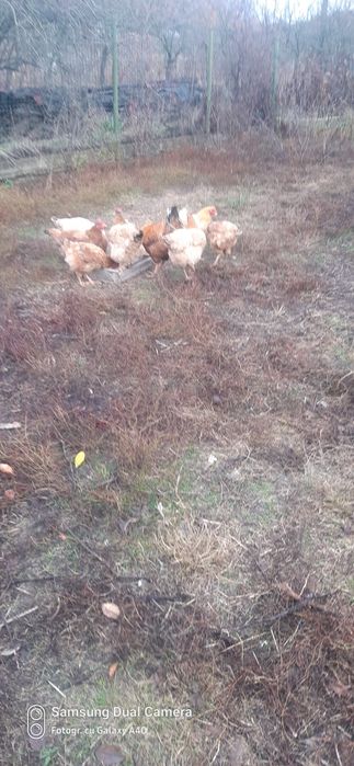 Vând găini de țară.