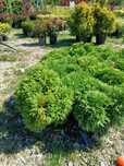 Plante ornamentale