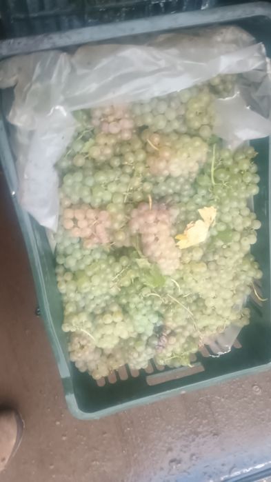 Struguri de vin  diferite soiuri