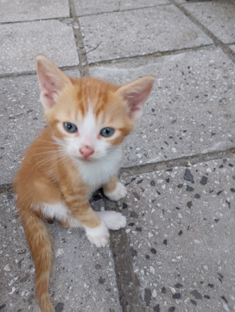 Подарявам котенца