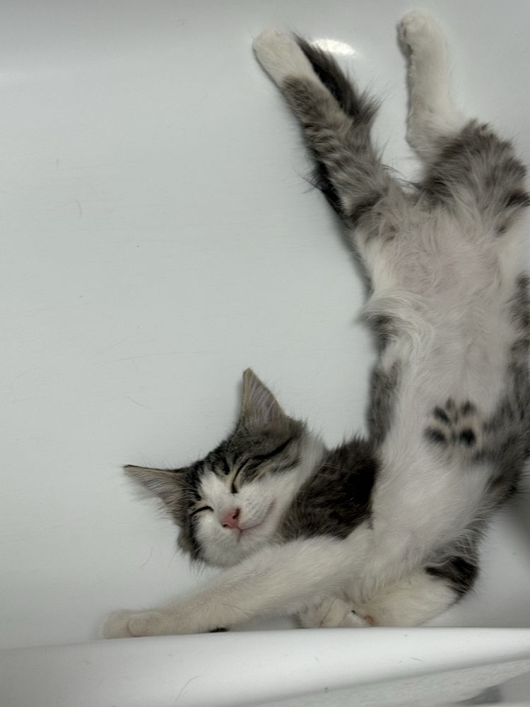 Котенок ищет дом
