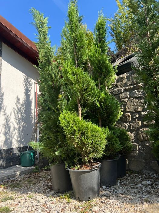 Tuia spirala catalpa nan