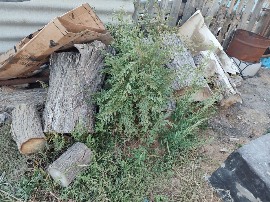 Дрова на баню самовывоз