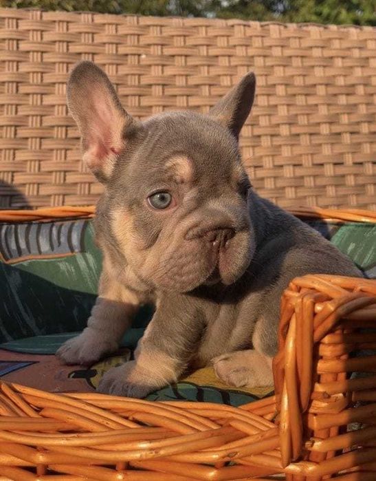 Femela Bulldog Francez