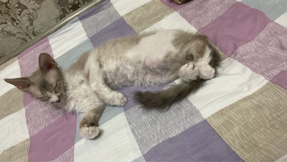 Девон рекс котенок