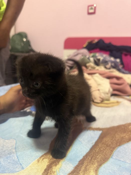 British Shorthair, Мъжко