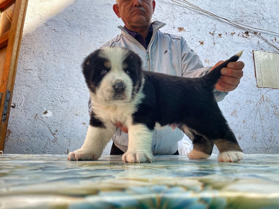 Щенок Алабая ( супер Гигант ) туркменский