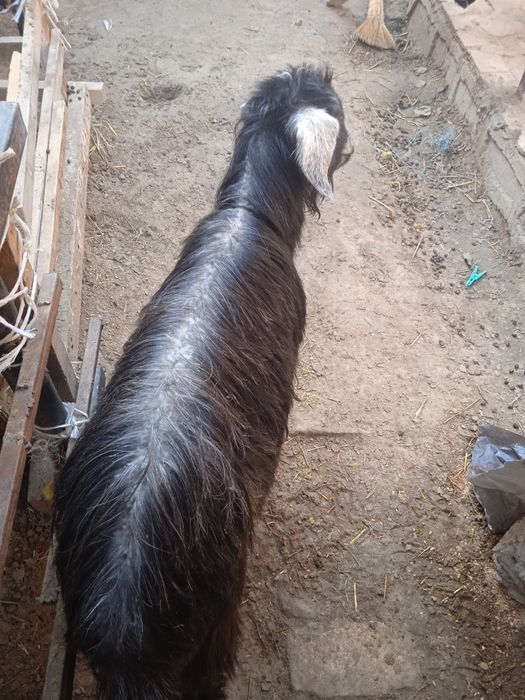 Кал эчки кисир сотилади