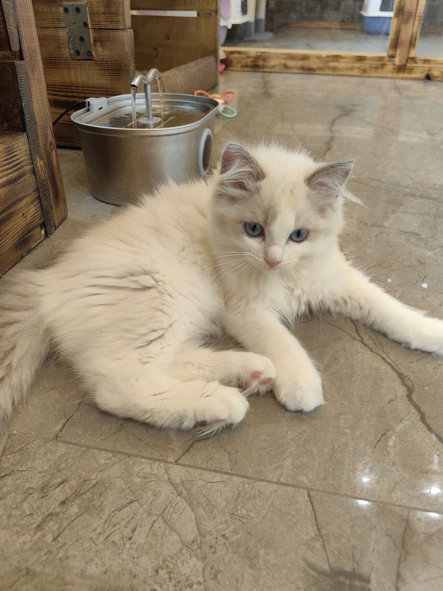 Ragdoll /Рагдолл/с Родословие