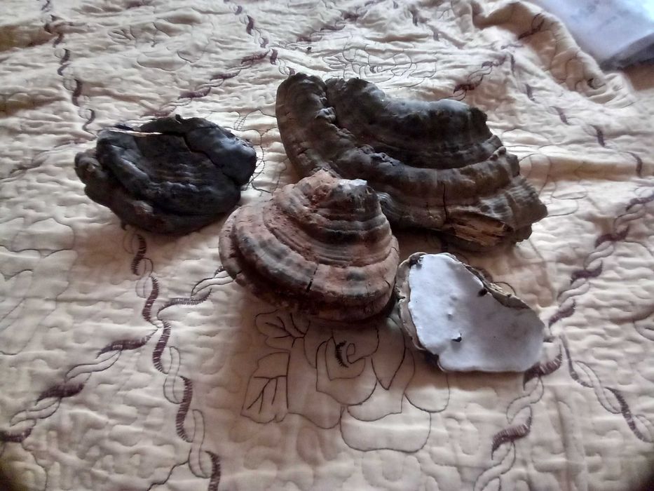 Ciuperci medicinale ganoderma aplanatum