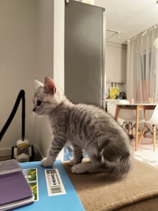 Проадем кошку Карамельку