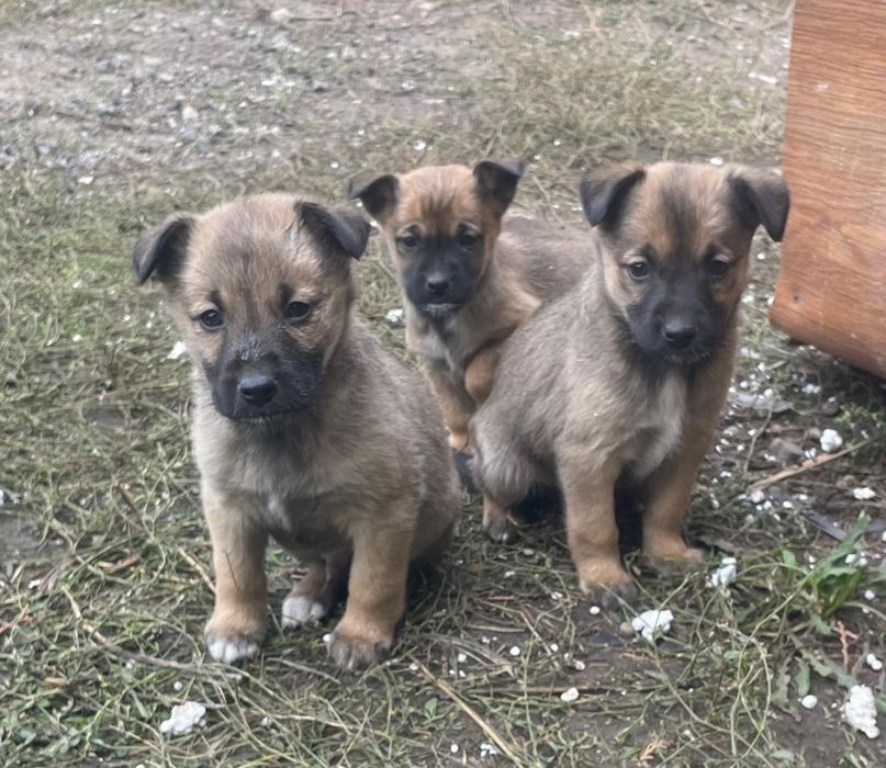 Щенки звоночки в добрые руки бесплатно