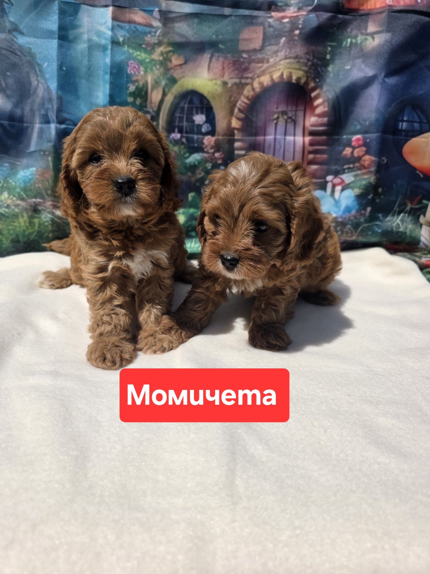 Кавапу/Cavapoo/Toy poodle