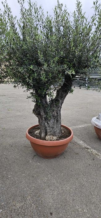 Măslini Aclimatizați în România | Cu Garanție de Prindere