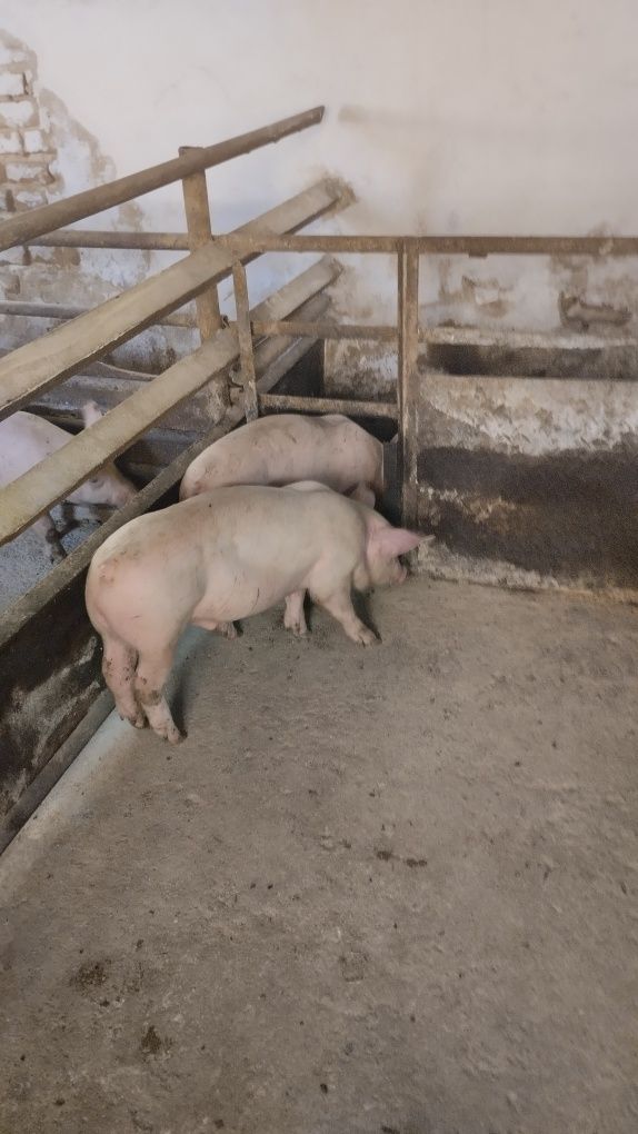 Продавам 12 бр.Прасета българска  бяла.Мъжките са скопени.