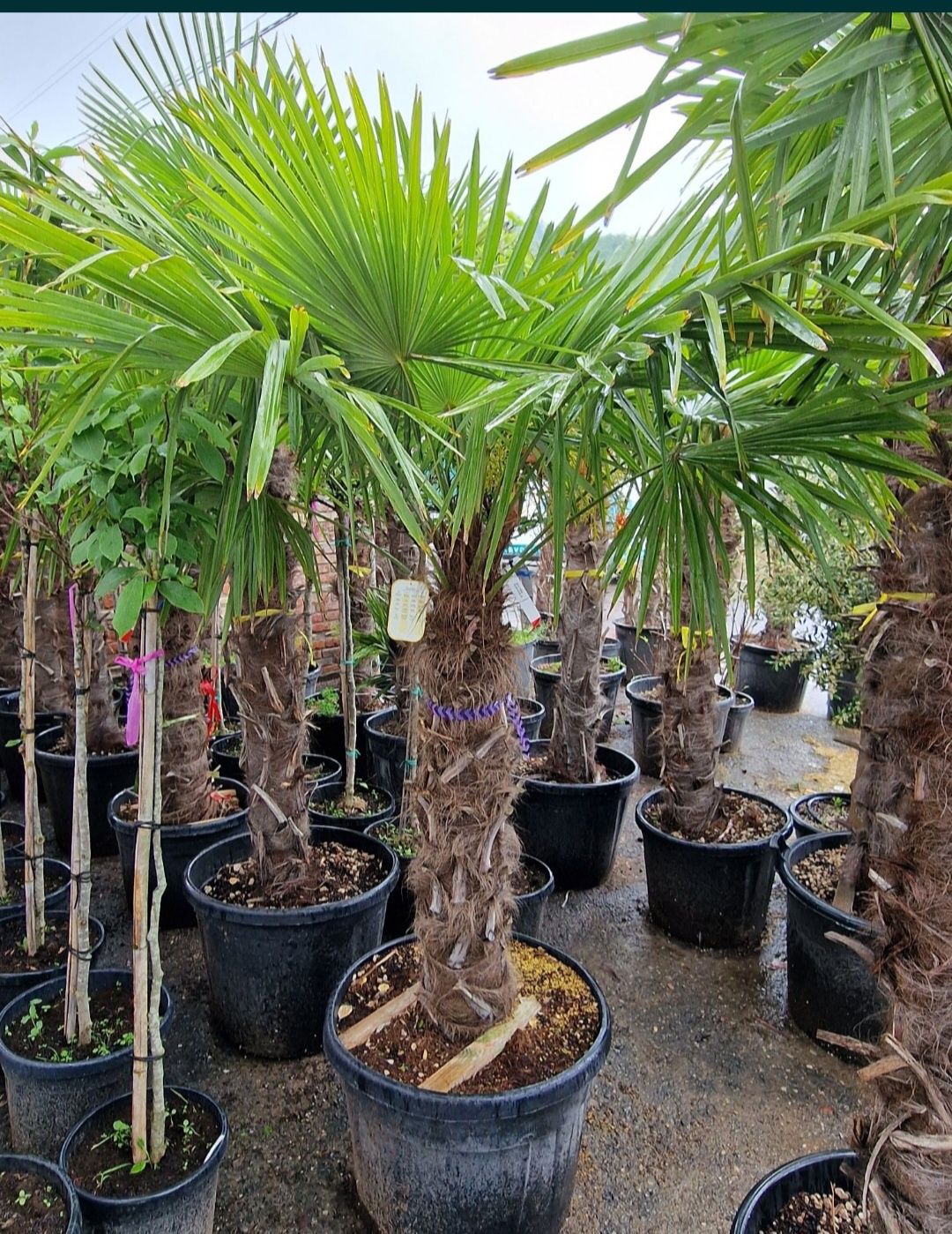 Palmieri care rezista în frig