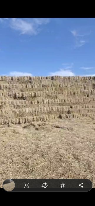 Продам Солому яменную