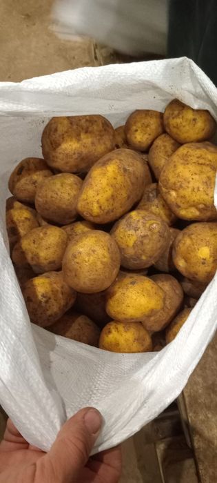 Продам картофель на прямую от кх