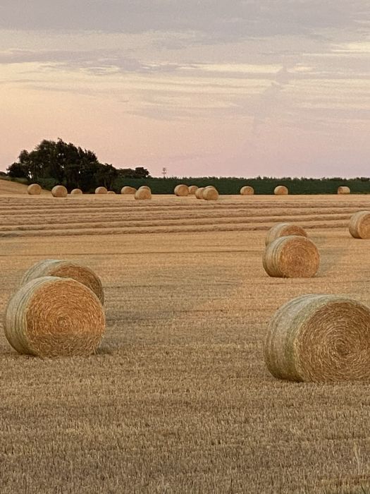 Продам Сено в Круглых Тюках
